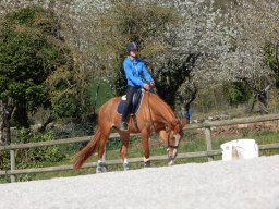 Chevaux